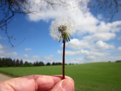 Dandelion sky botany