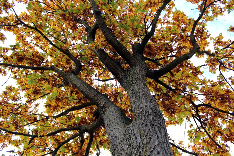 Leaves color yellow