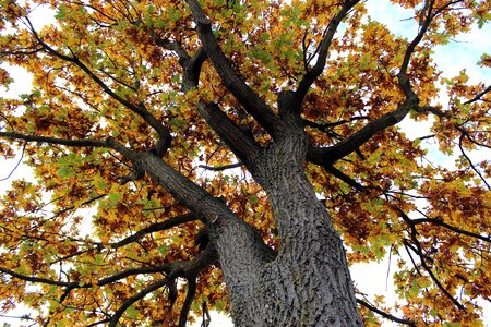 Leaves color yellow