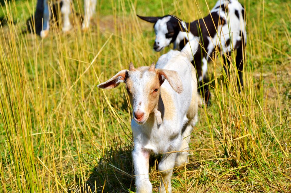 Little kids livestock animal husbandry