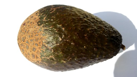 Avocado scab 2016 B1
