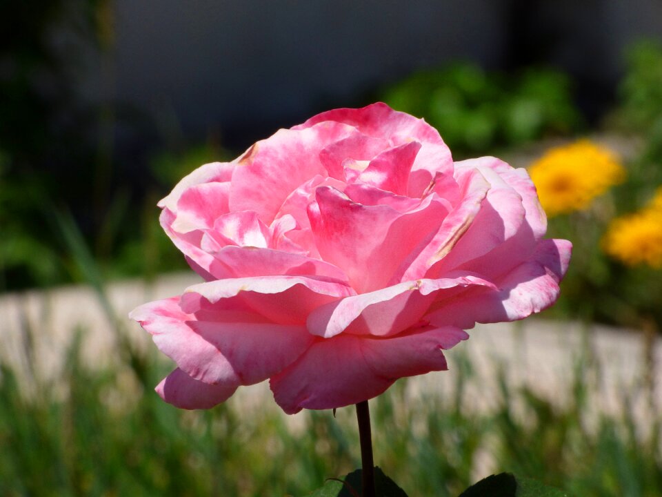 Petals plant nature