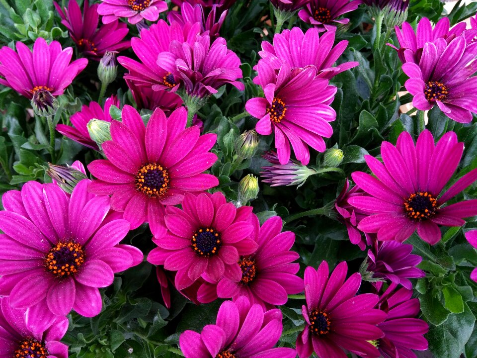 Plant spring summer