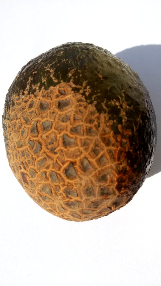 Avocado scab 2016 B3
