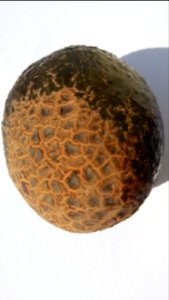 Avocado scab 2016 B3