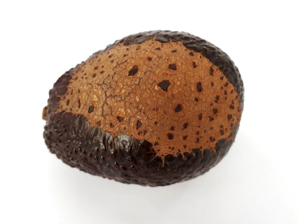 Avocado scab 2017 A