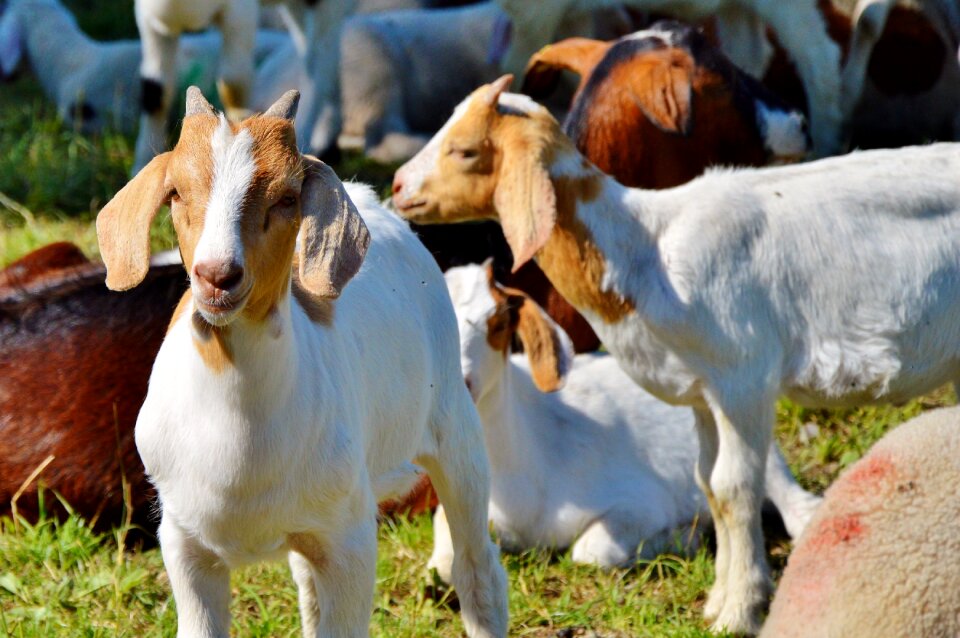 Little kids livestock animal husbandry
