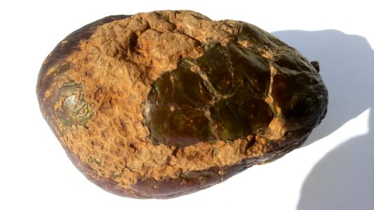 Avocado scab 2016 C1
