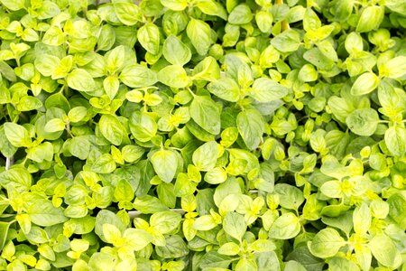 Mediterranean plant leaves