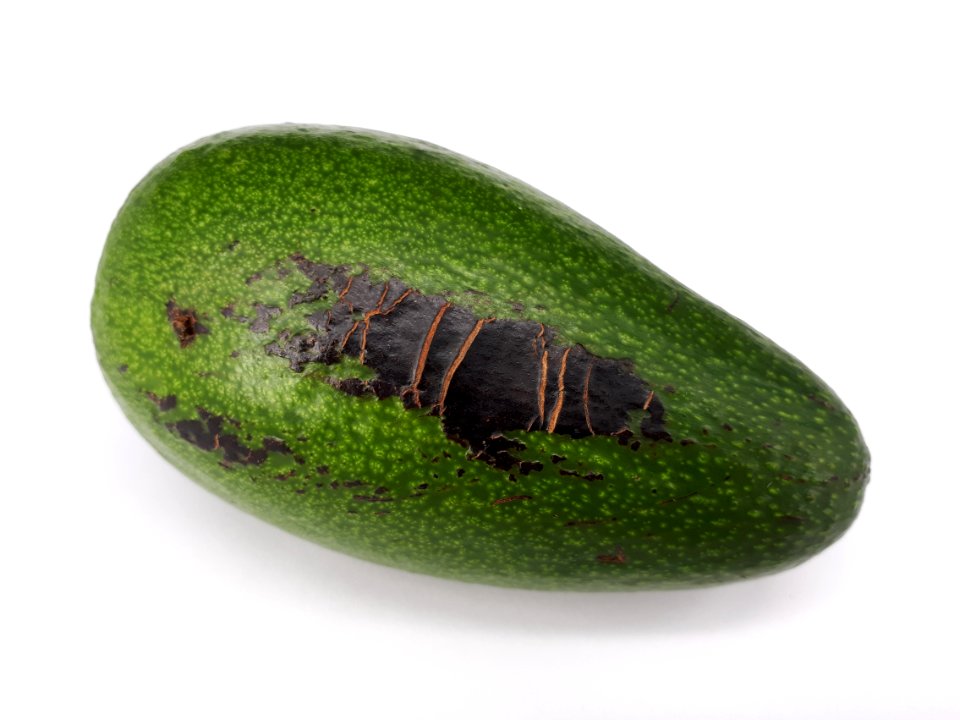 Avocado scab 2017 C