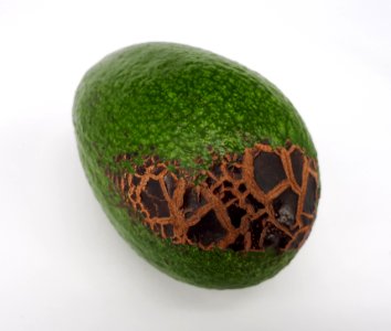 Avocado scab 2017 B1