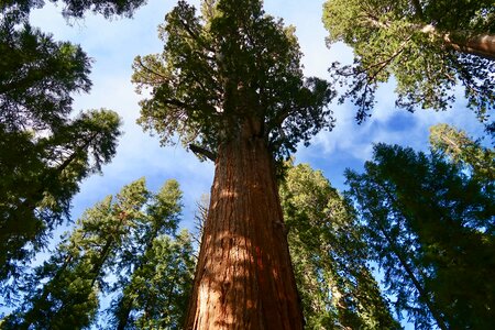 Giant tree california photo