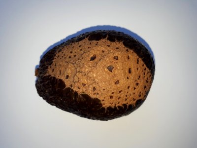 Avocado scab 2017 Af