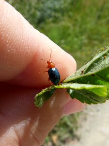 Black and orange tiny insect photo