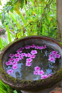 Periwinkle the water guests