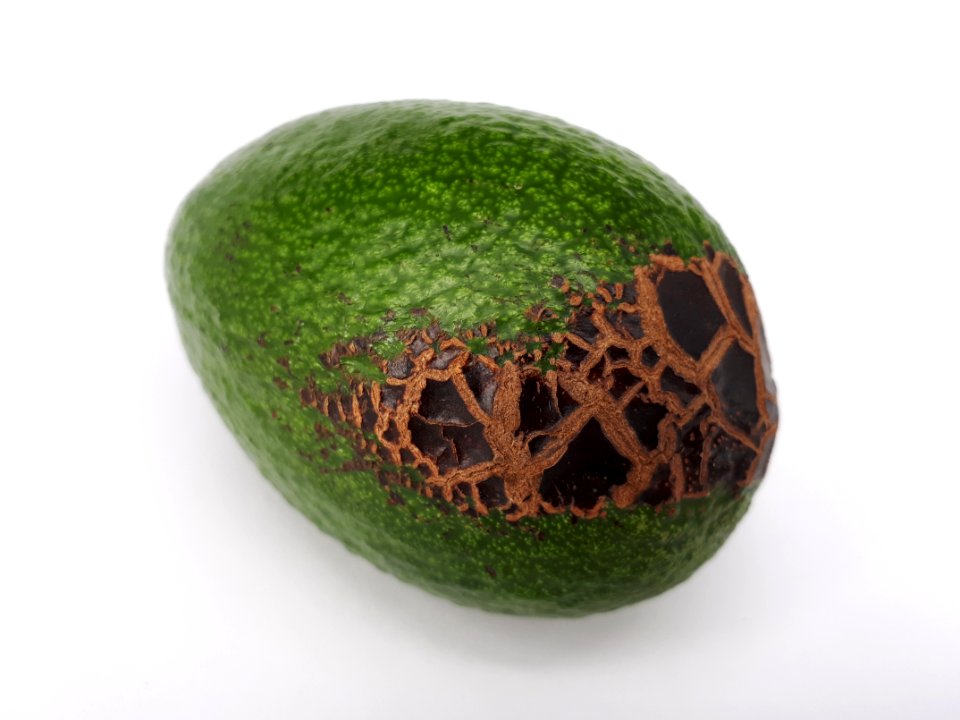 Avocado scab 2017 B2