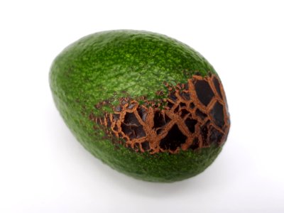 Avocado scab 2017 B2