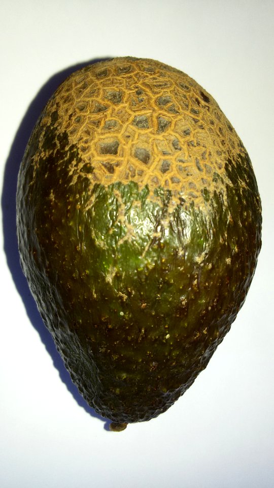 Avocado scab 2016 B2