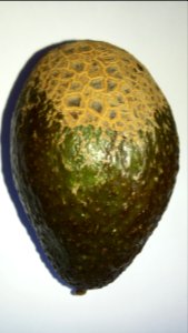Avocado scab 2016 B2