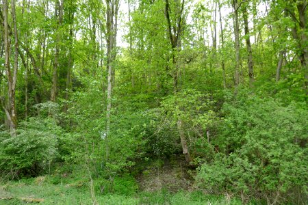 Büren - NSG Tuffstein bei Büren