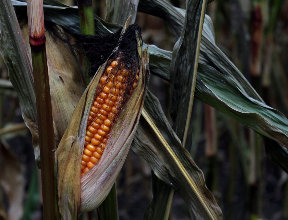Cornfield leaves dry