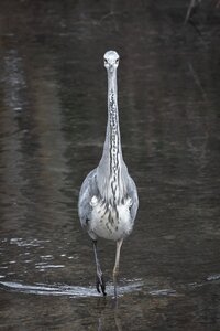 Bird plumage water photo