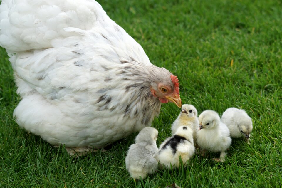 Chicken hen poultry