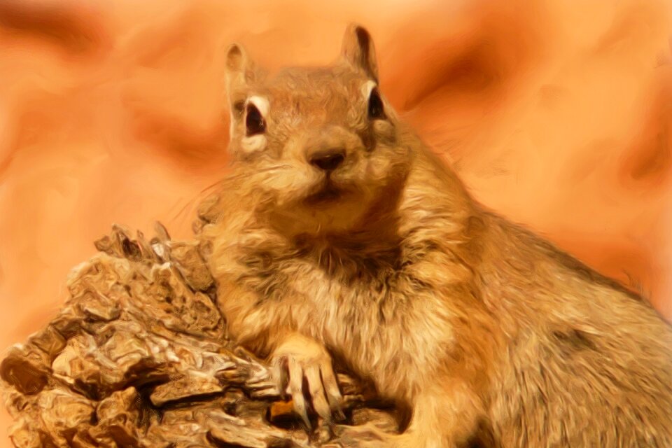 Ground squirrel golden mantled ground squirrel art