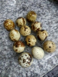 Bıldırcın yumurtaları
