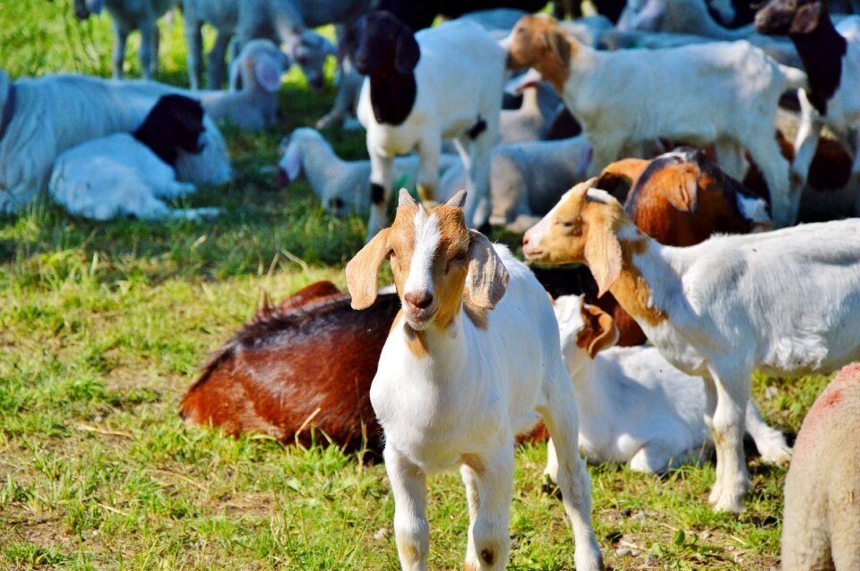 Little kids pasture meadow