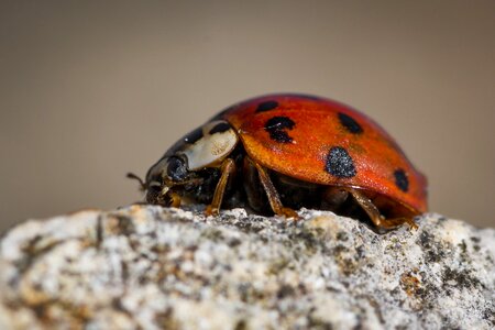 Luck insect close up