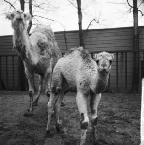 Babydromedaris geboren in Artis, Bestanddeelnr 912-3031