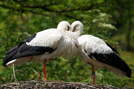 Bird adebar storks photo