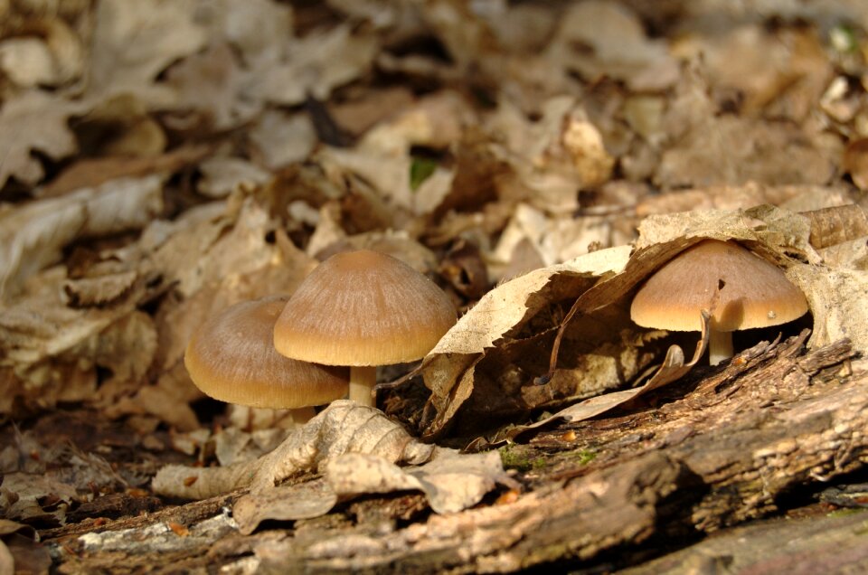 Forest nature vacation