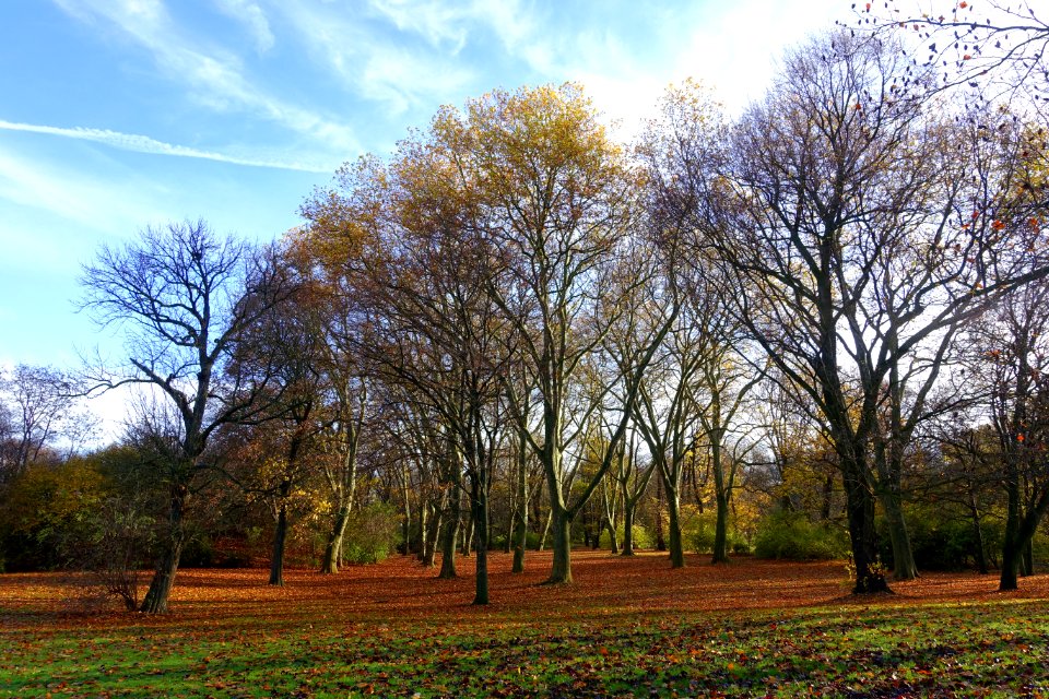 Bürgerpark - Braunschweig, Germany - DSC04214