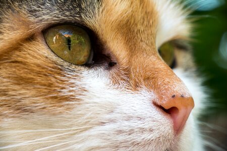 Mieze cat face eye photo