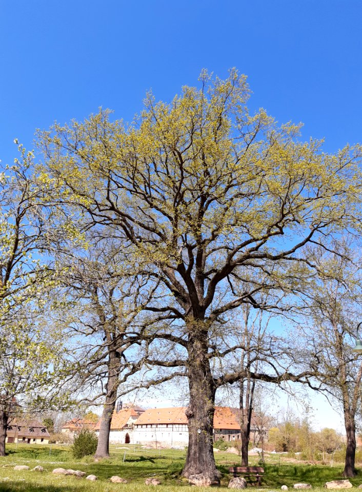Bündorf Naturdenkmal Stieleiche