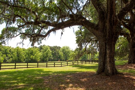 Spanish moss moss historical