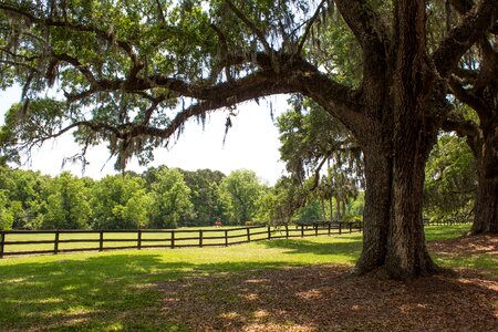 Spanish moss moss historical photo