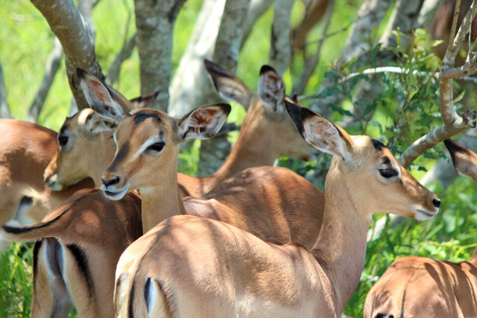 Mammal safari wild