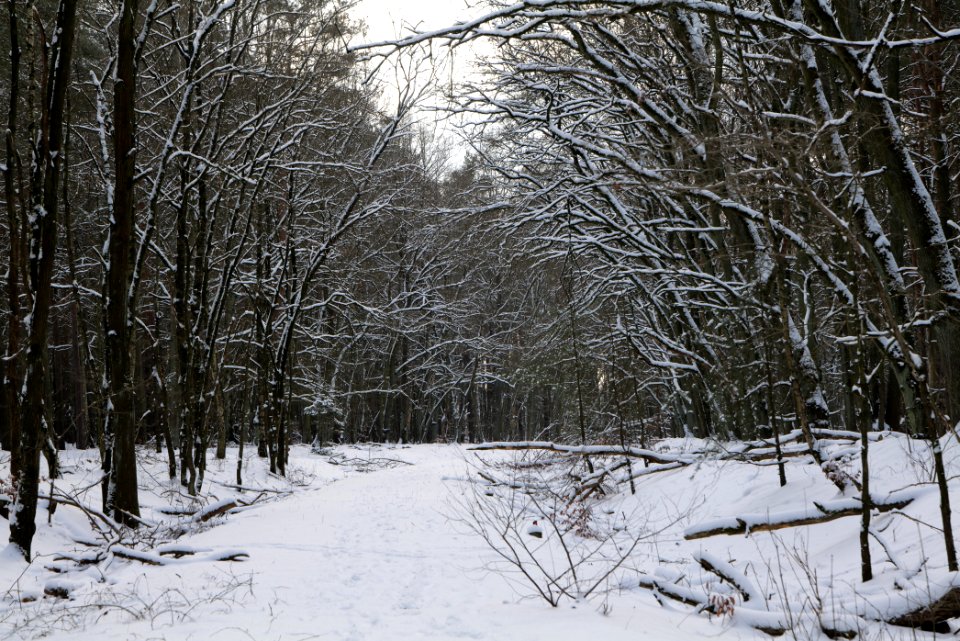 Bötzowbahn Spandauer Forst with snow 2021-02-10 12