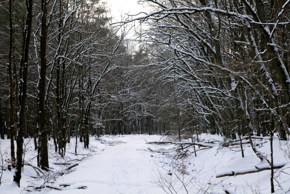 Bötzowbahn Spandauer Forst with snow 2021-02-10 07