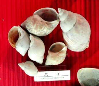 Babylonia japonica - Osaka Museum of Natural History - DSC07777