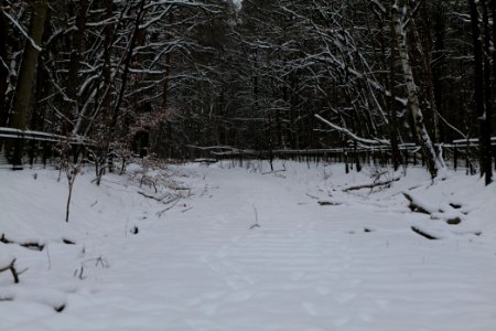 Bötzowbahn Spandauer Forst with snow 2021-02-09 04