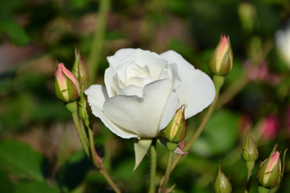 White rise buds spring