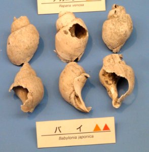 Babylonia japonica - Osaka Museum of Natural History - DSC07747