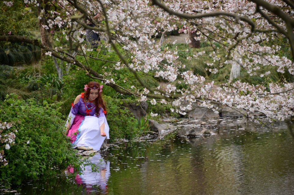 Incense spring cherry blossom