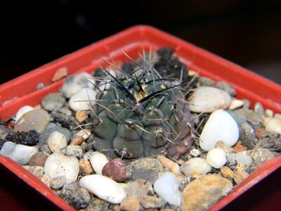 Gymnocalycium vatteri v altautine gymnocalycium vatteri photo