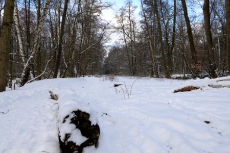 Bötzowbahn Spandauer Forst with snow 2021-02-10 05