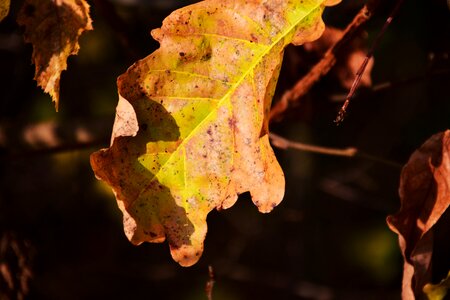 Dry oak leaf oak leaves
